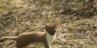Weasels: Tiny but mighty
