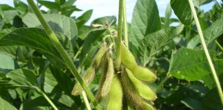 Nematode resistance in soybeans beneficial