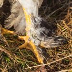 10 facts about the giant chicken that went viral