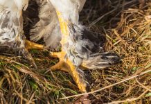 10 facts about the giant chicken that went viral