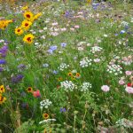 How to plant a prairie garden wildflower
