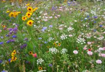 How to plant a prairie garden wildflower