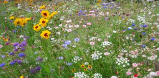 How to plant a prairie garden wildflower