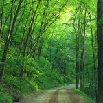 Landowners to gather in Pa. for forestry conference