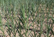 How can grain prices be this low? drought corn Farm and Dairy file photo