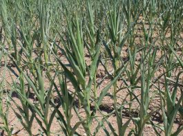 drought corn Farm and Dairy file photo