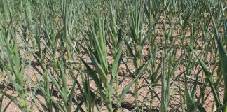 USDA grants drought assistance to western Pa., Ohio, W.Va. drought corn Farm and Dairy file photo