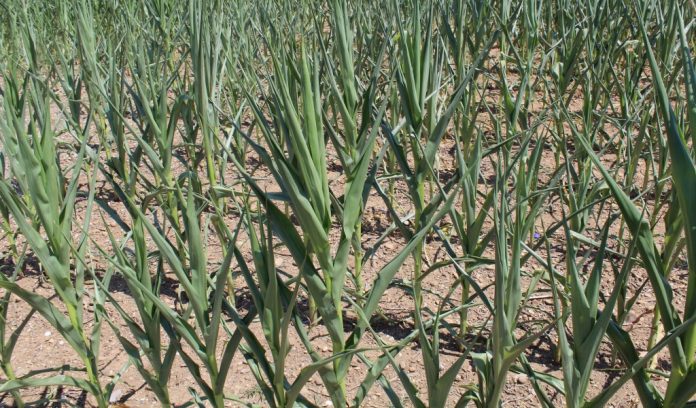 Drought corn drought corn Farm and Dairy file photo