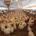 Bird flu found in three more states Poultry barn