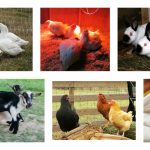 Homestead bill introduced to the Ohio Legislature