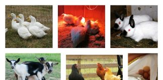 Homestead bill introduced to the Ohio Legislature