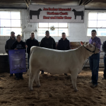 Ashtabula Co. reports steer and heifer show results