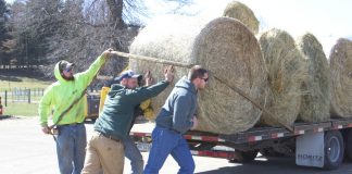 Loading hay