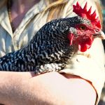 Have you considered studying abroad? chicken