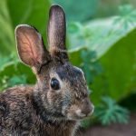 How to establish a wildlife food plot