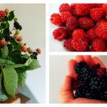 Grow your own backyard berries