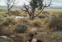 Badger caught dragging, burying calf carcass