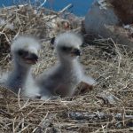 Public names two bald eagles bald eagles