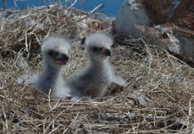 Winter birding opportunities abound bald eagles