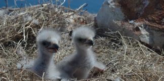 Winter birding opportunities abound bald eagles