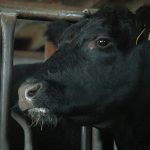 Pennsylvania bull sale grosses more than $350,000