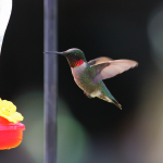How to attract hummingbirds at home