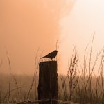 Understanding the mystery of bird songs