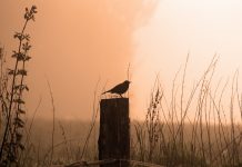 Understanding the mystery of bird songs