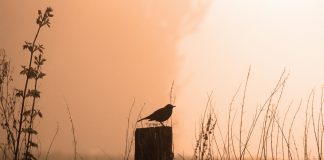 Understanding the mystery of bird songs