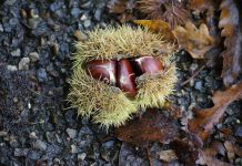 Chestnut trees hold holiday memories chestnut