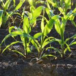 Soil study affirms P, K levels can impact yields