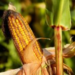 How to manage corn diseases to maintain silage quality corn