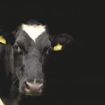 Balancing income, expenses challenges dairymen