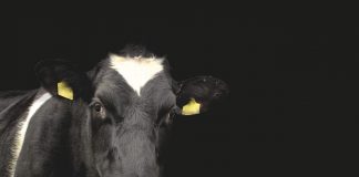 Balancing income, expenses challenges dairymen