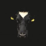 Dairy farmers deserve our respect, gratitude