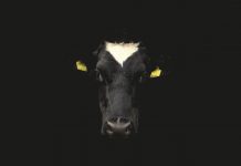 Dairy farmers deserve our respect, gratitude