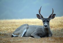 Chronic wasting disease found in captive Ohio deer deer