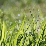 Finding lawn’s value — grow, mow, mulch