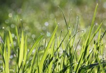 Finding lawn’s value — grow, mow, mulch
