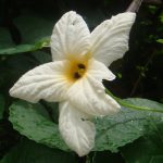 Bee research aided by citizen scientists