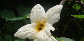 Bee research aided by citizen scientists