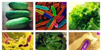 Food safety starts on the farm