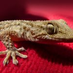 Geckos: unwelcome intruders at our Florida cottage
