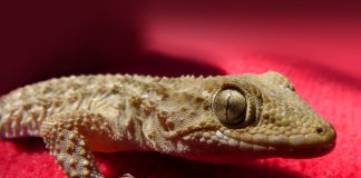Geckos: unwelcome intruders at our Florida cottage