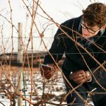 Researchers unlock genetic clues to help grapes survive winter grapes winter Cornell