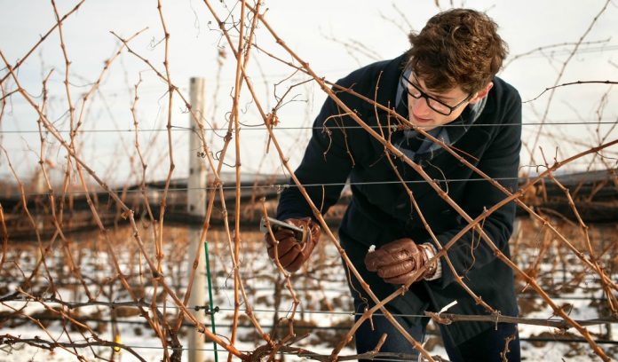grape vines.Cornell grapes winter Cornell