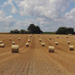 Fertilizing forages, pastures improves growth