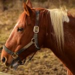 EEE virus found in horse in Ashtabula County, Ohio horse