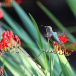 How to plant a hummingbird garden