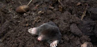 How to get rid of moles mole